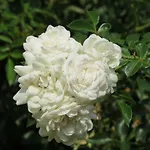 Fattoria Delle Rose *