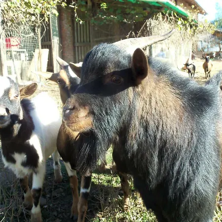 Fattoria Delle Rose Farmház