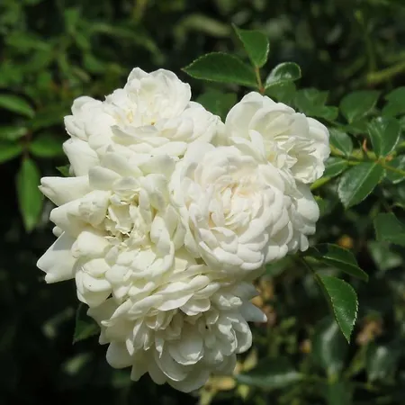Fattoria Delle Rose *