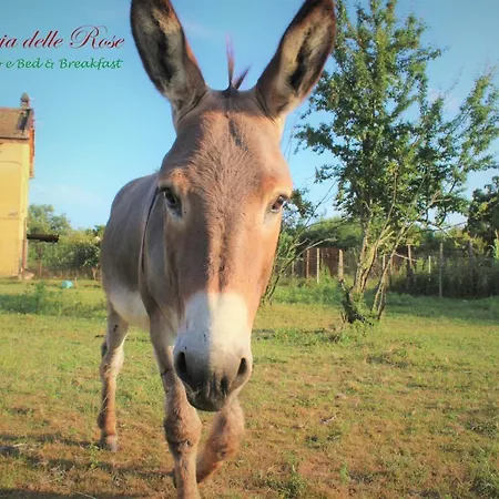 Fattoria Delle Rose Farm stay