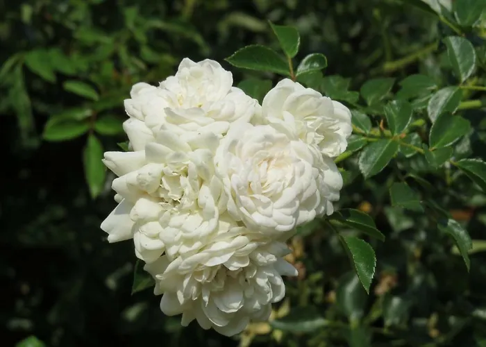 Fattoria Delle Rose *