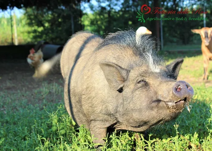 Fattoria Delle Rose * Salussola